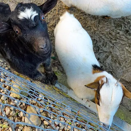 Valateddi * Cammarata