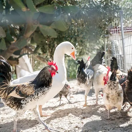 펜션 Valateddi 카마라타