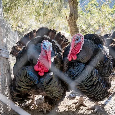 Feriehus Valateddi Cammarata