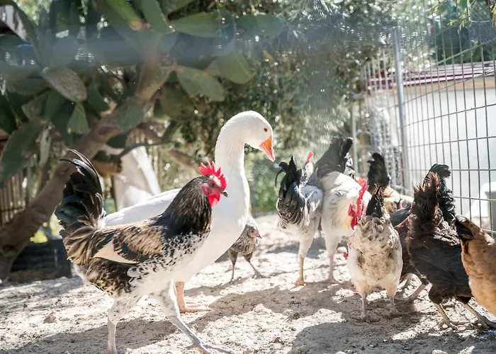 בית נופש Valateddi Cammarata