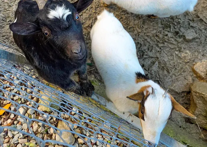 Valateddi * Cammarata